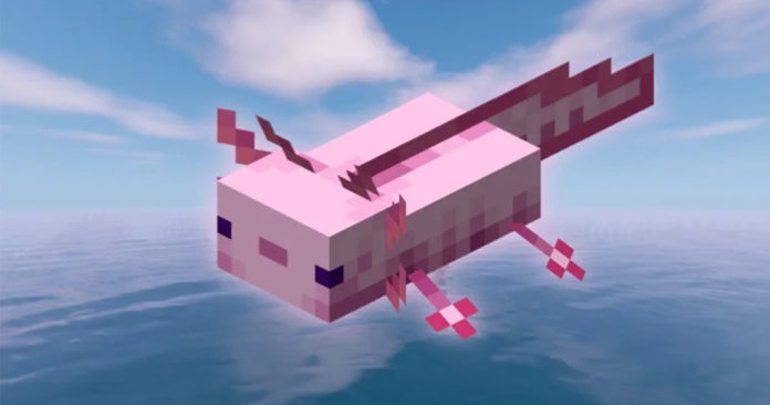 L'axolotl se décline en version cubique dans Minecraft