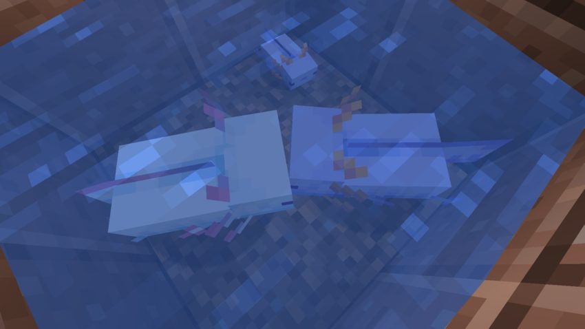 Plusieurs animaux dont un bébé axolotl bleu dans Minecraft