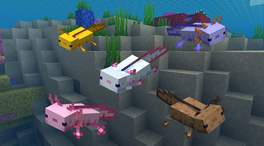 Les différentes couleurs possibles de l'axolotl